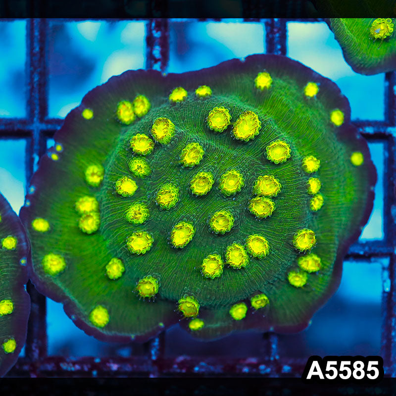 Item#A5585FM5585(S) WYSIWYG Hollywood Stunner Chalice Frag