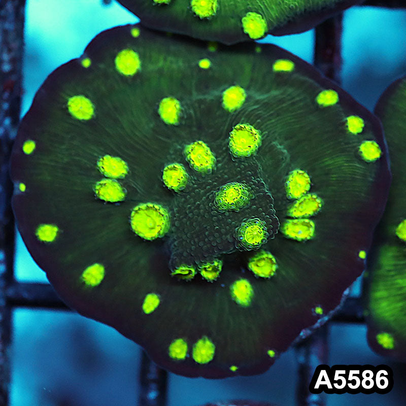 Item#A5586FM5586(S) WYSIWYG Hollywood Stunner Chalice Frag