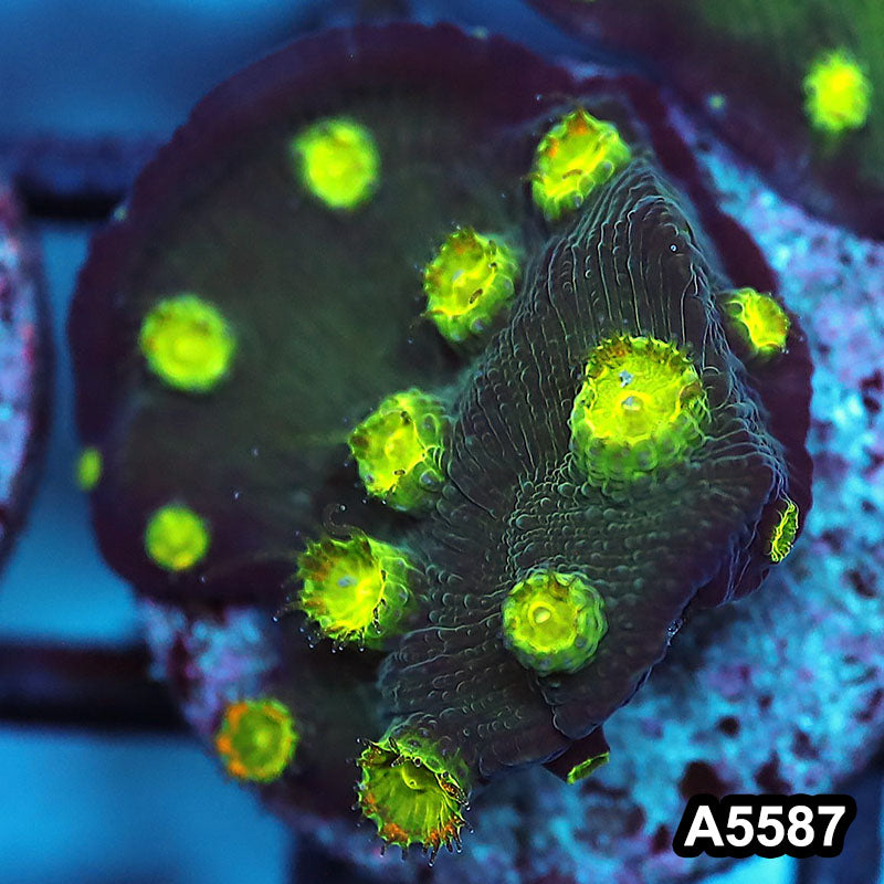 Item#A5587FM5587(S) WYSIWYG Hollywood Stunner Chalice Frag