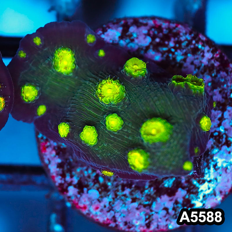 Item#A5588FM5588(S) WYSIWYG Hollywood Stunner Chalice Frag