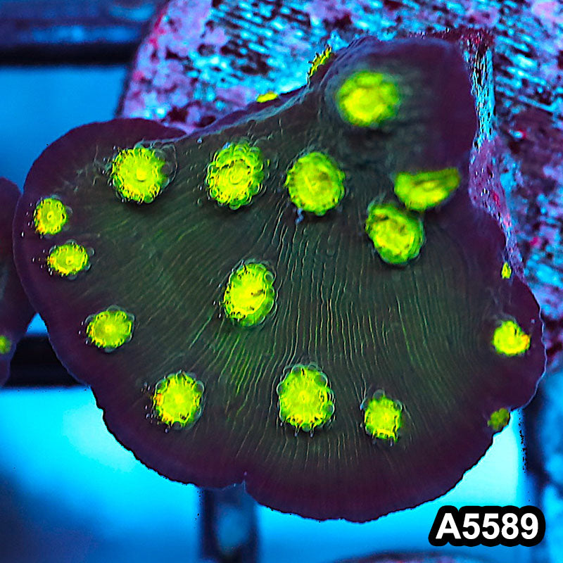 Item#A5589FM5589(S) WYSIWYG Hollywood Stunner Chalice Frag