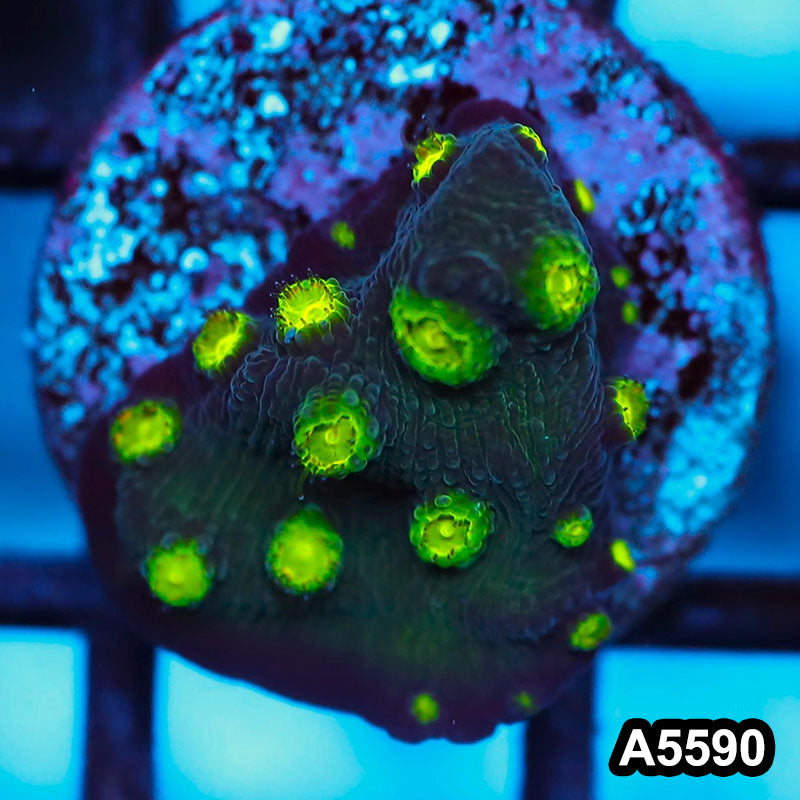 Item#A5590FM5590(S) WYSIWYG Hollywood Stunner Chalice Frag