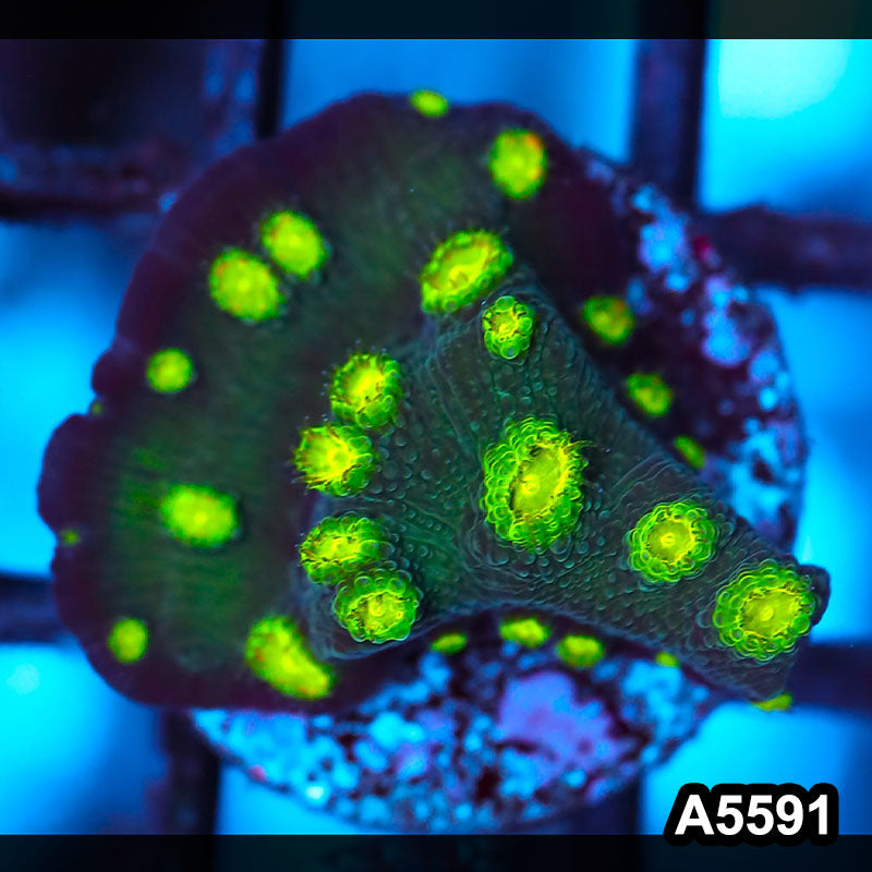 Item#A5591FM5591(S) WYSIWYG Hollywood Stunner Chalice Frag