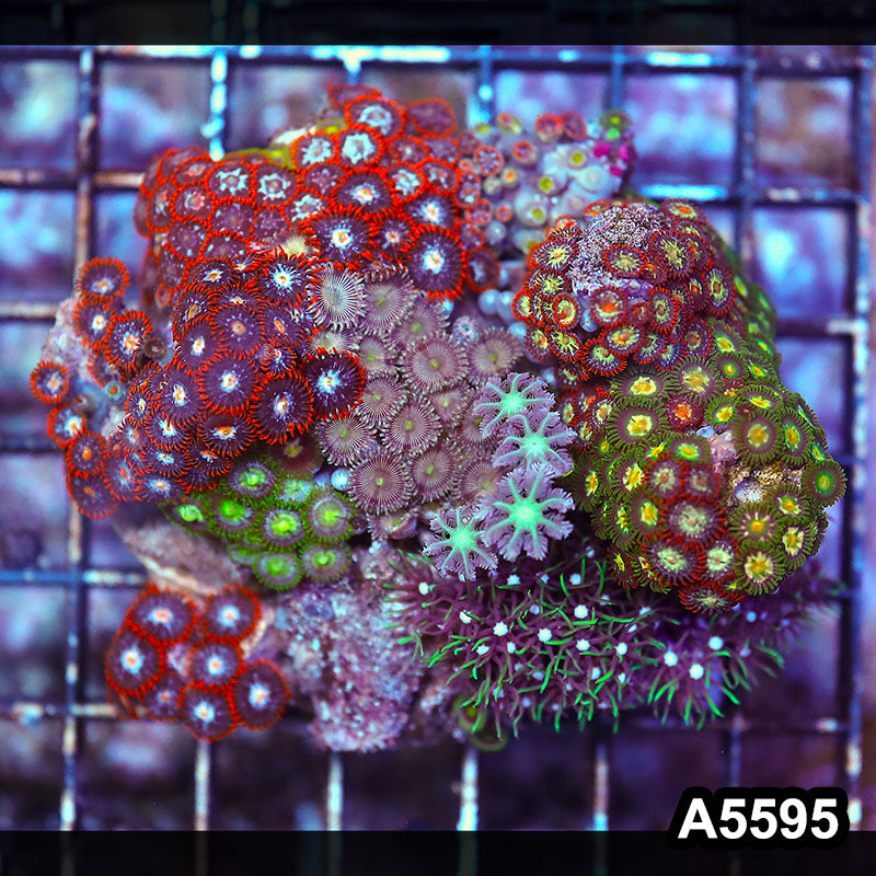Item#A5595LP5595(M) WYSIWYG Indo Zonahid Mini Reef Combo
