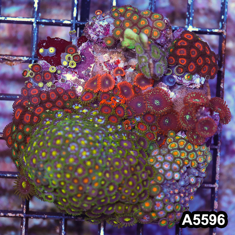 Item#A5596LP5596(M) WYSIWYG Indo Zonahid Mini Reef Combo