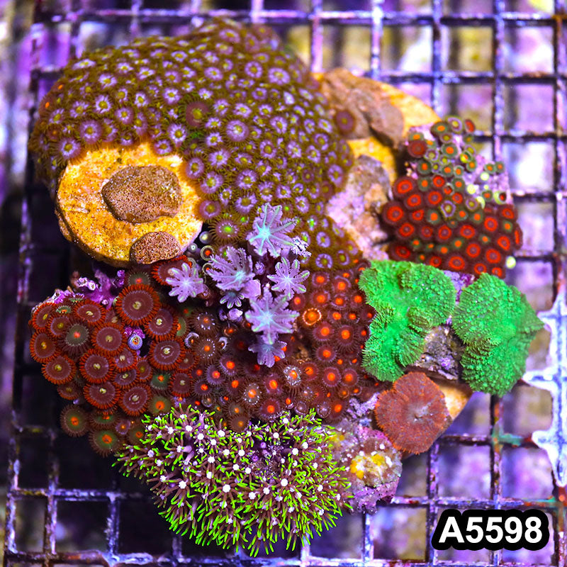 Item#A5598LP5598(M) WYSIWYG Indo Zonahid Mini Reef Combo