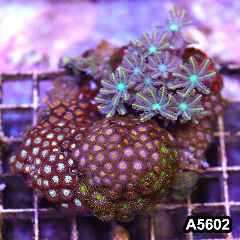 Item#A5602LP5602(M) WYSIWYG Indo Zonahid Mini Reef Combo