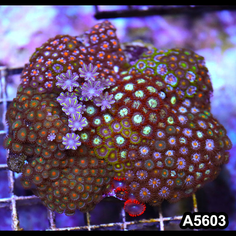 Item#A5603LP5603(M) WYSIWYG Indo Zonahid Mini Reef Combo