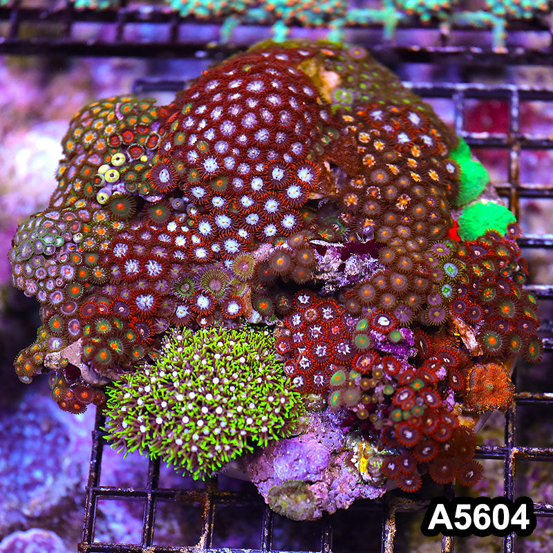 Item#A5604LP5604(M) WYSIWYG Indo Zonahid Mini Reef Combo