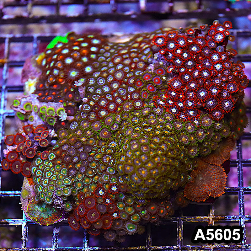 Item#A5605LP5605(M) WYSIWYG Indo Zonahid Mini Reef Combo