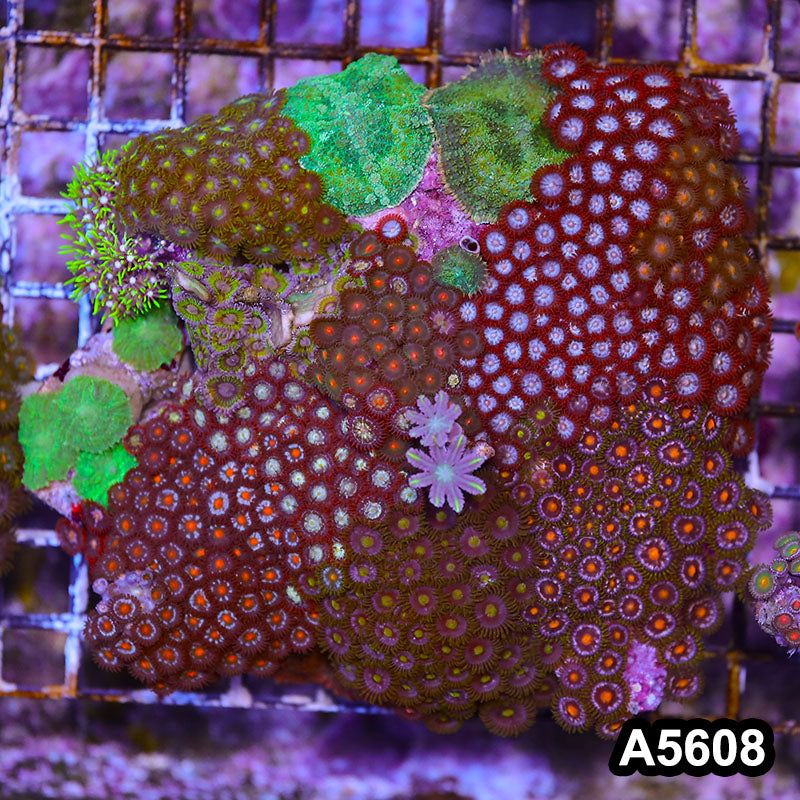 Item#A5608LP5608(M) WYSIWYG Indo Zonahid Mini Reef Combo