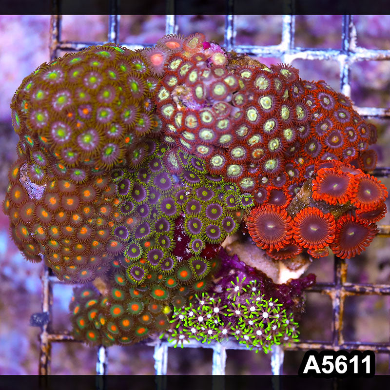 Item#A5611LP5611(M) WYSIWYG Indo Zonahid Mini Reef Combo
