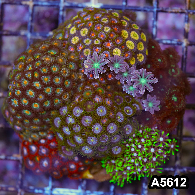 Item#A5612LP5612(M) WYSIWYG Indo Zonahid Mini Reef Combo