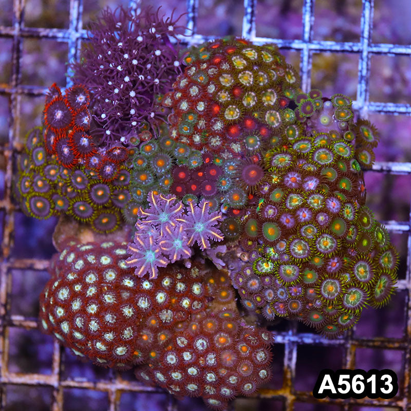 Item#A5613LP5613(M) WYSIWYG Indo Zonahid Mini Reef Combo