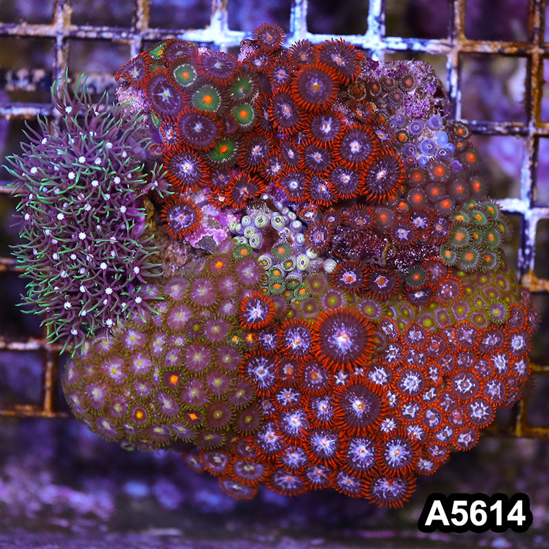 Item#A5614LP5614(M) WYSIWYG Indo Zonahid Mini Reef Combo