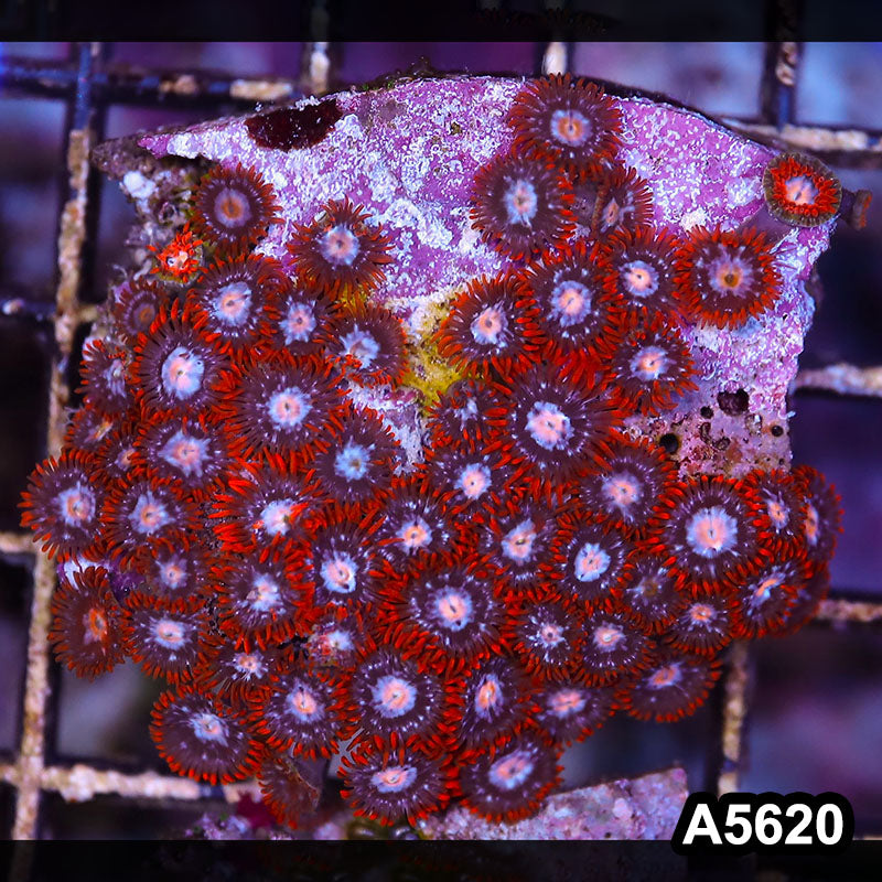 Item#A5620LP5620(S) WYSIWYG Indo Ultra Zoanthid Frag