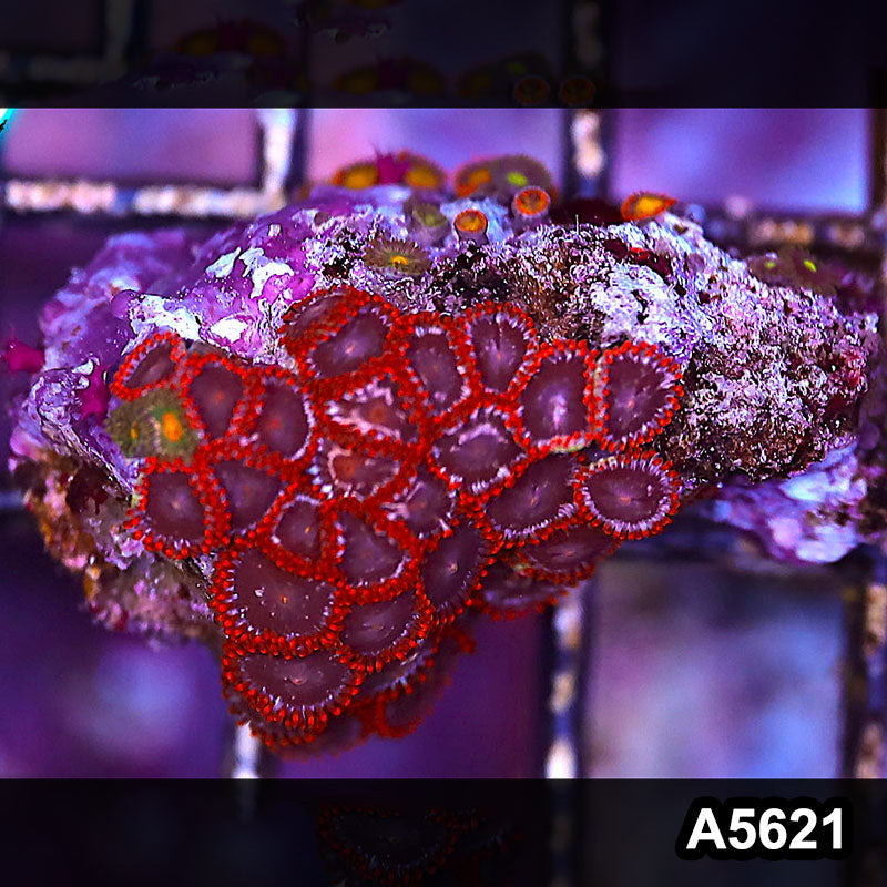 Item#A5621LP5621(S) WYSIWYG Indo Ultra Zoanthid Frag