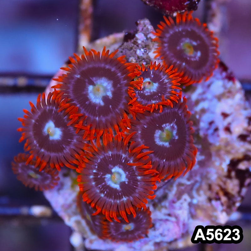 Item#A5623LP5623(S) WYSIWYG Indo Ultra Zoanthid Frag