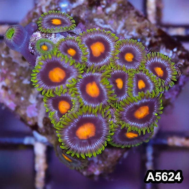 Item#A5624LP5624(S) WYSIWYG Indo Ultra Zoanthid Frag