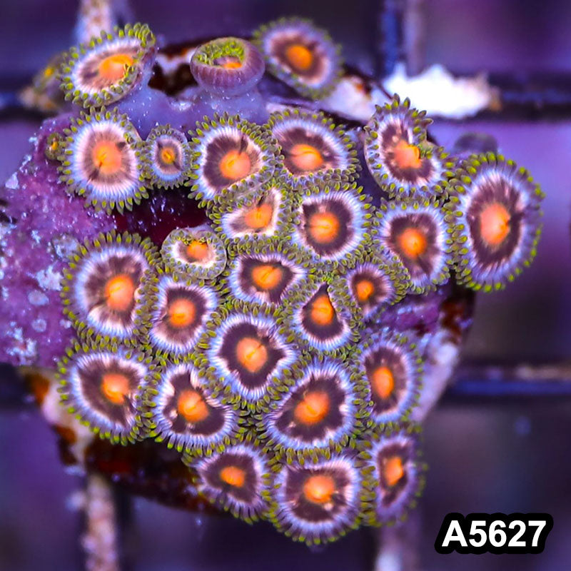 Item#A5627LP5627(S) WYSIWYG Indo Ultra Zoanthid Frag
