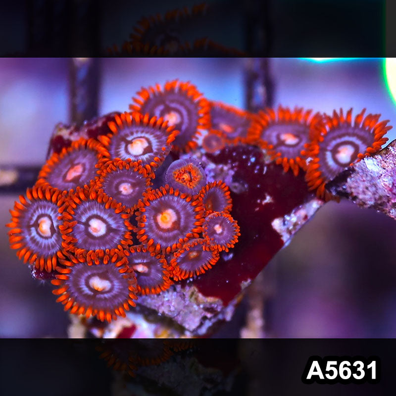 Item#A5631LP5631(S) WYSIWYG Indo Ultra Zoanthid Frag