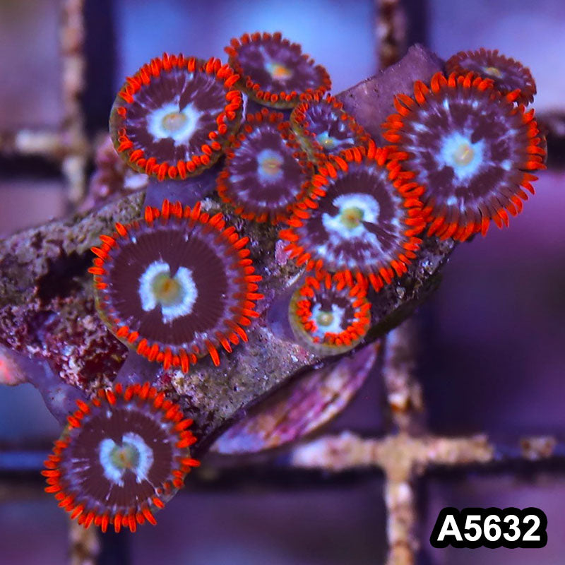 Item#A5632LP5632(S) WYSIWYG Indo Ultra Zoanthid Frag