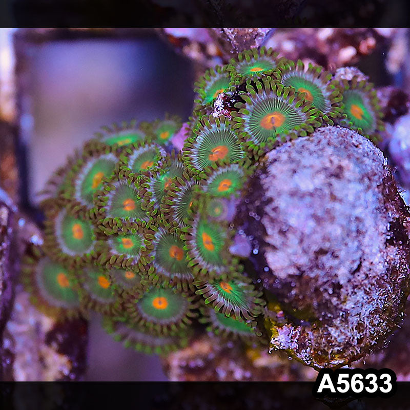 Item#A5633LP5633(S) WYSIWYG Indo Ultra Zoanthid Frag