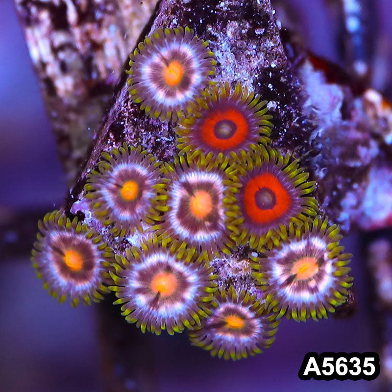 Item#A5635LP5635(S) WYSIWYG Indo Ultra Zoanthid Frag