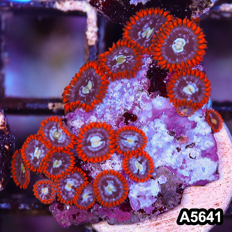 Item#A5641LP5641(S) WYSIWYG Indo Ultra Zoanthid Frag
