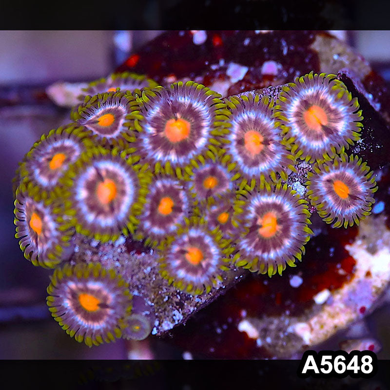 Item#A5648LP5648(S) WYSIWYG Indo Ultra Zoanthid Frag