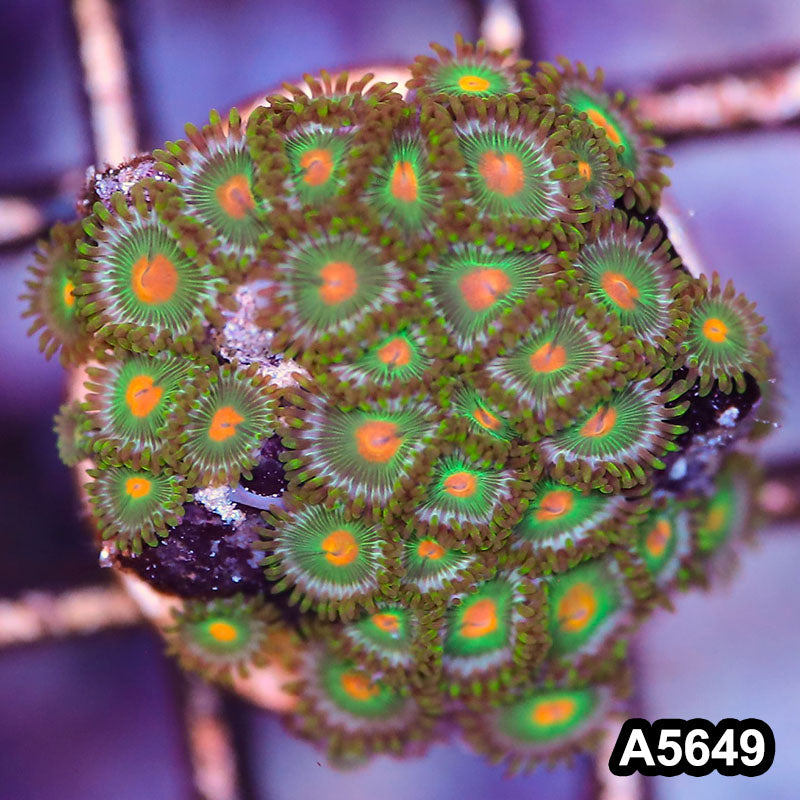 Item#A5649LP5649(S) WYSIWYG Indo Ultra Zoanthid Frag