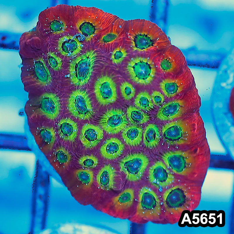 Item#A5651FM5651(S) WYSIWYG Spicy Lemon Favites Frag