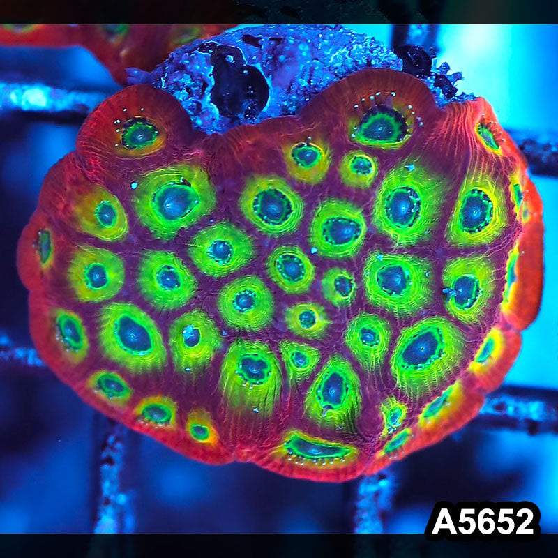 Item#A5652FM5652(S) WYSIWYG Spicy Lemon Favites Frag