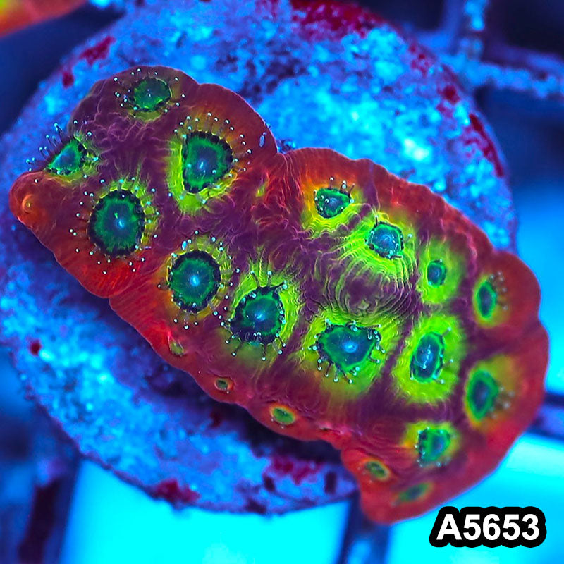 Item#A5653FM5653(S) WYSIWYG Spicy Lemon Favites Frag