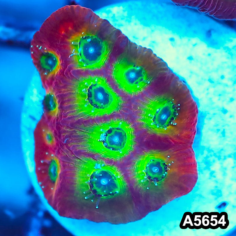 Item#A5654FM5654(S) WYSIWYG Spicy Lemon Favites Frag