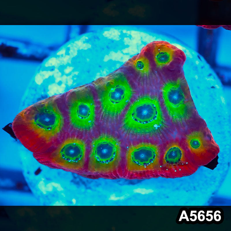Item#A5656FM5656(S) WYSIWYG Spicy Lemon Favites Frag