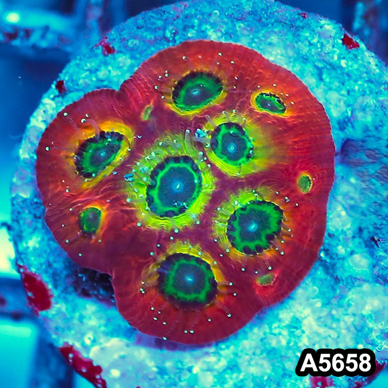 Item#A5658FM5658(S) WYSIWYG Spicy Lemon Favites Frag