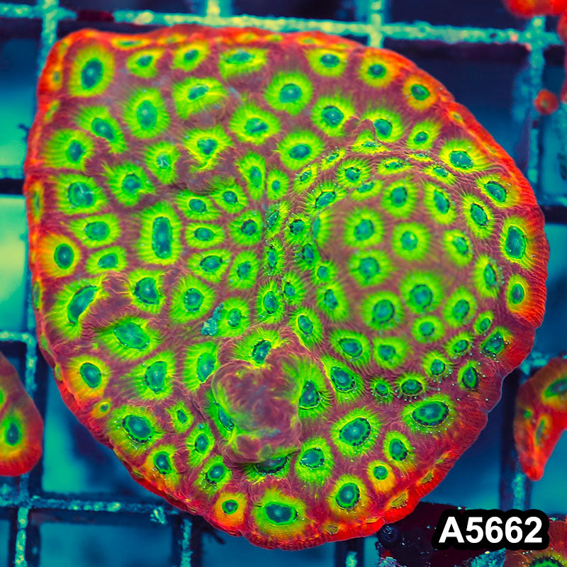 Item#A5662FM5662(M) WYSIWYG Spicy Lemon Favites Large Frag