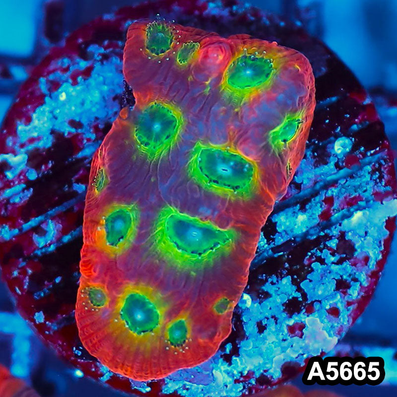 Item#A5665FM5665(S) WYSIWYG Spicy Lemon Favites Frag