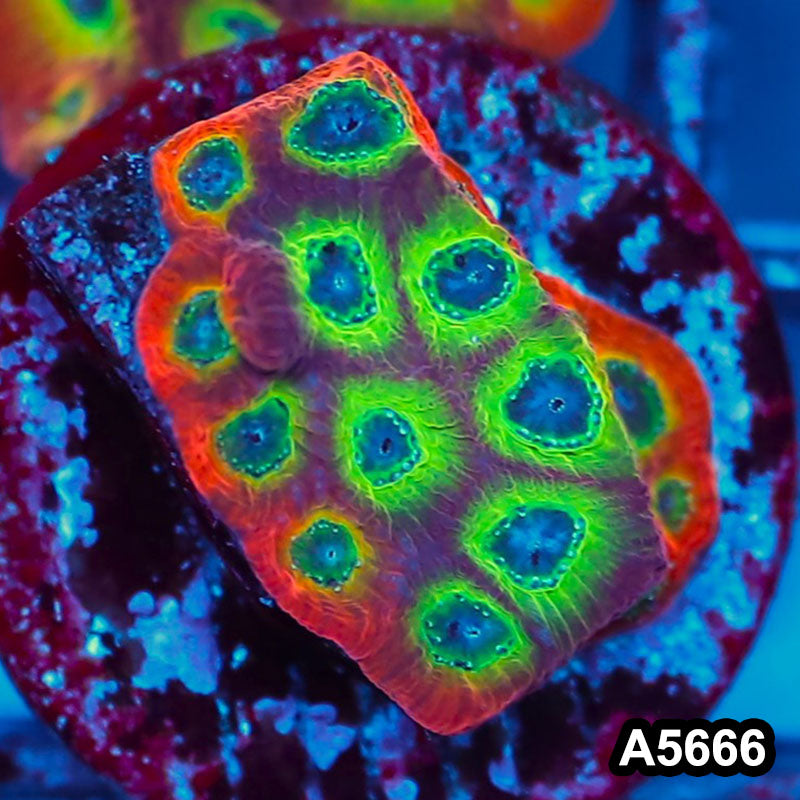 Item#A5666FM5666(S) WYSIWYG Spicy Lemon Favites Frag
