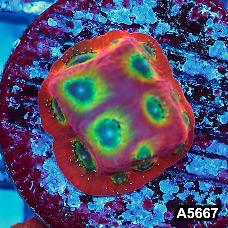 Item#A5667FM5667(S) WYSIWYG Spicy Lemon Favites Frag