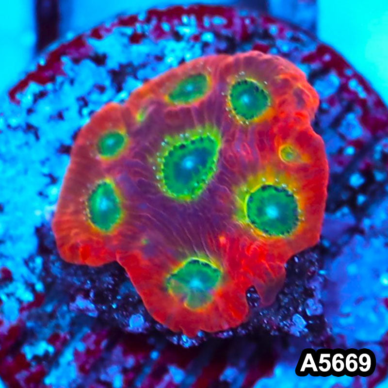 Item#A5669FM5669(S) WYSIWYG Spicy Lemon Favites Frag