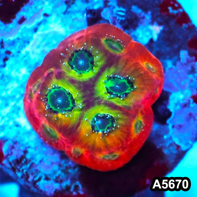 Item#A5670FM5670(S) WYSIWYG Spicy Lemon Favites Frag