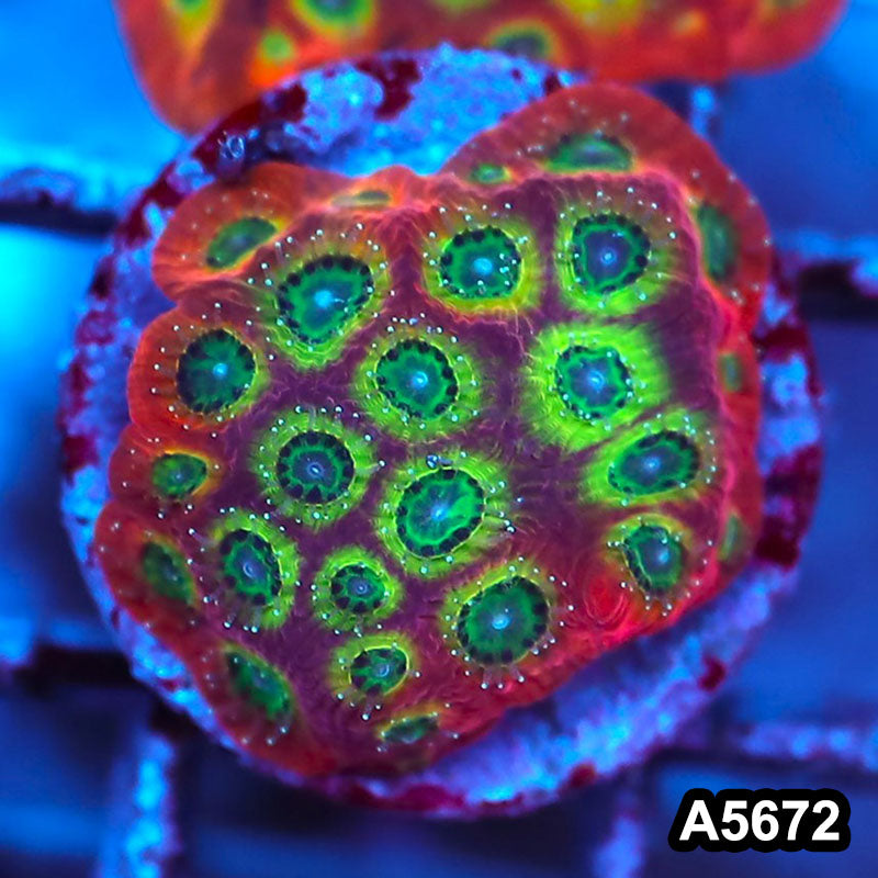 Item#A5672FM5672(S) WYSIWYG Spicy Lemon Favites Frag