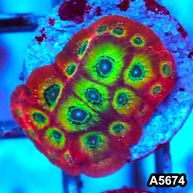 Item#A5674FM5674(S) WYSIWYG Spicy Lemon Favites Frag