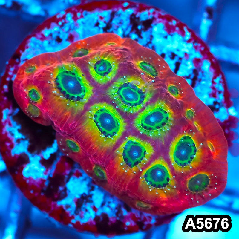 Item#A5676FM5676(S) WYSIWYG Spicy Lemon Favites Frag