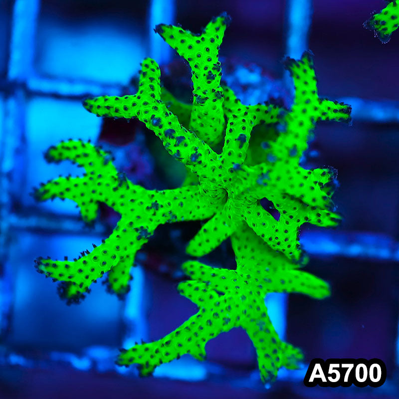 Item#A5700FM5700(S) Hand selected Neon Green Birdsnest Frag 07