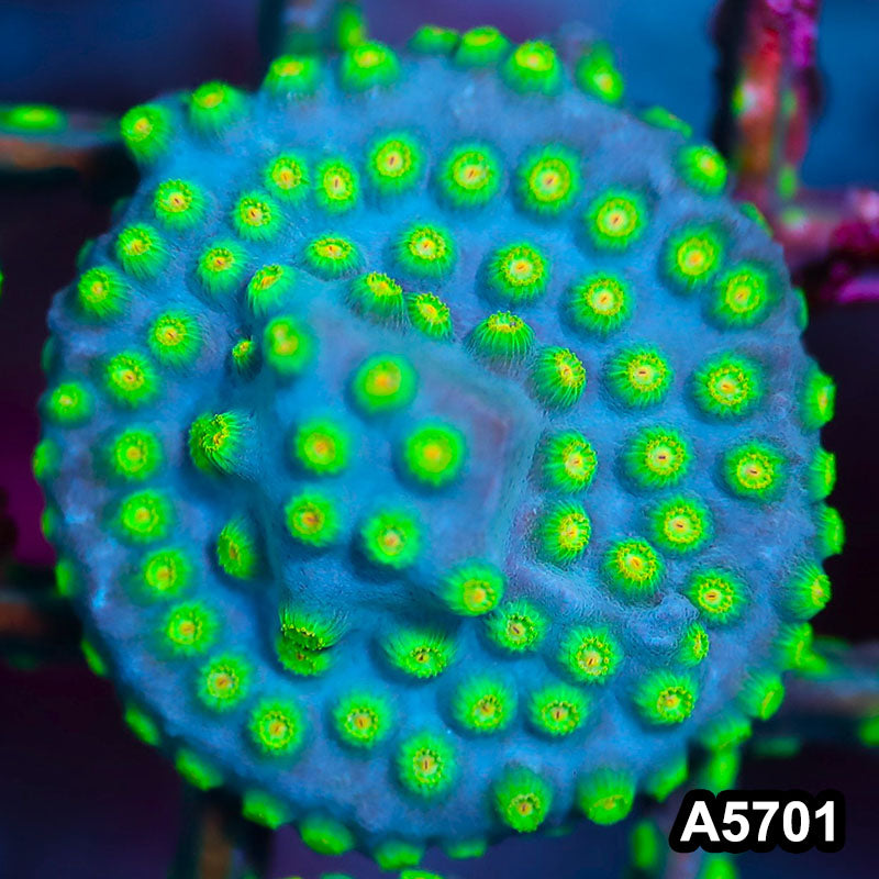 Item#A5701FM5701(S) WYSIWYG Sponge Bob Cyphastrea Frag