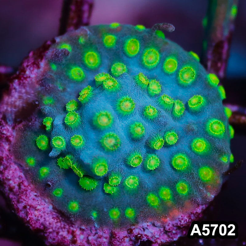 Item#A5702FM5702(S) WYSIWYG Sponge Bob Cyphastrea Frag