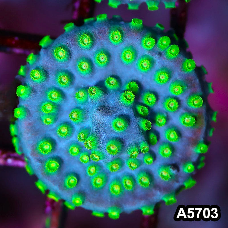 Item#A5703FM5703(S) WYSIWYG Sponge Bob Cyphastrea Frag